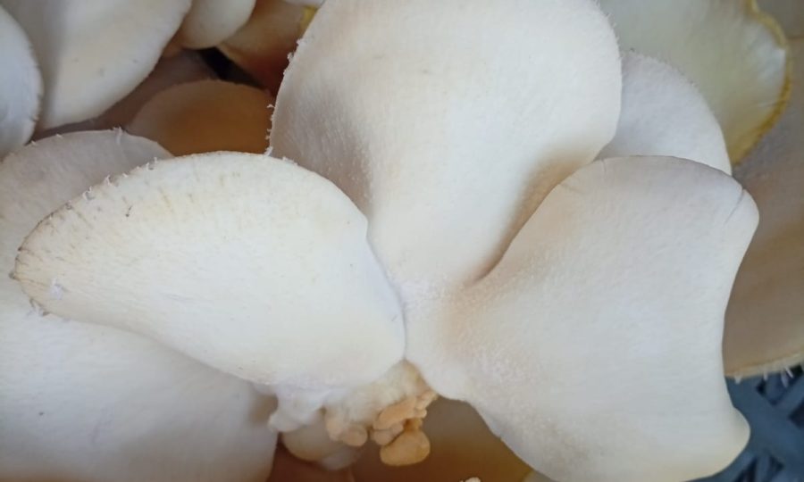 WhatsApp Image 2026-01-10 at 5.06.21 PM